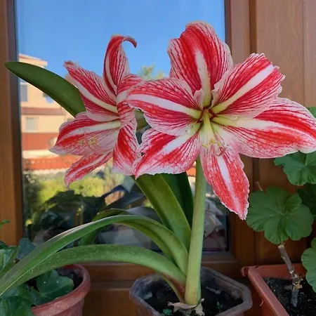 Guest house Breeze Chernomorets